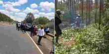 PHOTOS: Goons Invade Kenyatta Family’s Farm in Ruiru, Cut Down Trees and Steal Livestock 