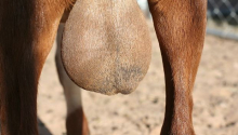 Chinese Woman in Kenya Charged with Stealing and Exporting Goat Testicles Worth Sh6 Million 