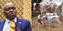 Senator Cherargei Blasted After Fake Claim of President Ruto’s Cow Giving Birth to Triplets