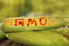 Court of Appeal Upholds Ban on GMOs Importation