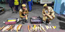 Indonesian Citizen Arrested With Ivory Worth Ksh10 Million At JKIA
