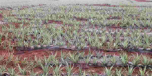 Workers Cry Foul as Del Monte Cuts Working Days to Cut Costs