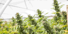 Should Kenya Legalize and Start Bhang Exportation?