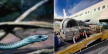 How Snakes and Scorpions Sneak Into the UK via Tourist Luggage from Kenya 