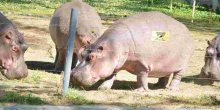 Flower Farm Workers Killed by Hippos in Lake Naivasha