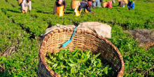 Residents Raise Issues Prior to Tea Estate's Impending Sale