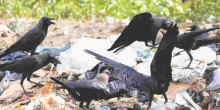 Kenya's Bold Plan to Eliminate One Million Crows by 2025