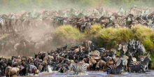 Maasai Mara Fee Hike Drives Tourists to Serengeti as Wildebeest Migration Begins