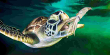 Malindi Resident Charged Over Possession of Endangered Green Sea Turtle