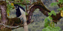 Luhya's Primate Delicacy at Odds with Mpox Fears