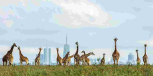 KWS Outlines Rules for Upcoming Free National Parks Day