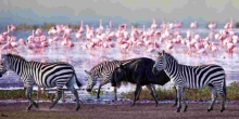 High-Tech Tracking as Nakuru's Wildlife Census Goes Digital