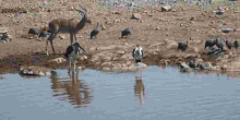 Report: African Wildlife Numbers Drop 76% in Five Decades