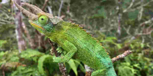 Kenya's Exotic Pet Trade Threatens Rare Species