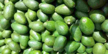 Kenyan Exporters on Notice as Government Sets Strict Rules for Avocado and Mango Trade