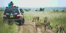 EXPLAINED: Why Lions Ignore Tourists in Safari Vehicles