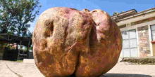 Is This Kenya's Largest Sweet Potato? Nakuru Farmer's Record-Breaking Harvest