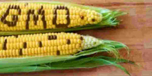 Kenya Set to Introduce GMO Maize After Public Consultation Period
