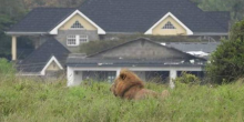 KWS Captures Stray Lioness in Rongai