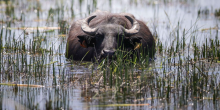 Kenya Approves Water Buffalo for Meat and Dairy Production Under New Classification