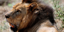 Lion Attack in Nairobi and Elephant Trampling in Nyeri Leave Two Dead