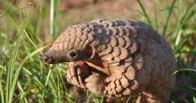 Kenya Battles Rising Wildlife Trafficking of Smaller, Endangered Species