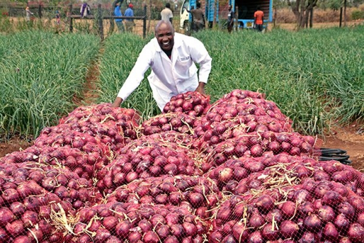 Meet Rev. Joseph Oloimooja, a Kenyan Man in the US who is Reaping Big Profits from His Onion Farm in Kenya
