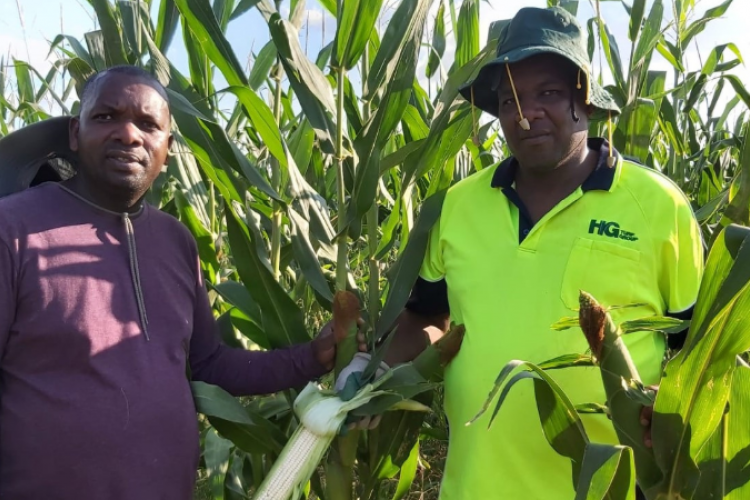 Meet Paul Irungu, a Kenyan-Born Man Making a Fortune from Growing and Selling Maize in Australia