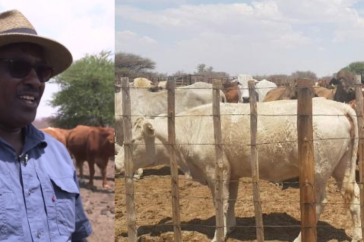 Kenyan Farmer Finds Success with Over 1000  Cattle in Botswana's Agricultural Sector